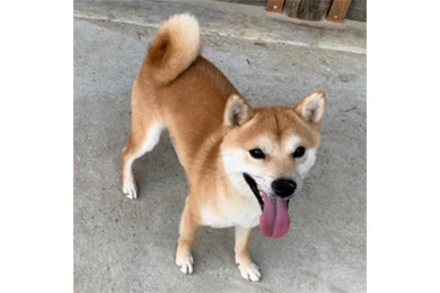 販売中の豆柴の親犬